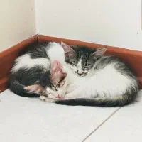 لی لا و تی لا دو خواهر زیبا