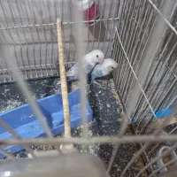 طوطی ملنگو و عروس هلندی و طوطی برزیلی|پرنده|بندر ماهشهر, |دیوار