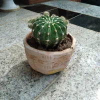 کاکتوس|گل و گیاه طبیعی|خمینیشهر, |دیوار