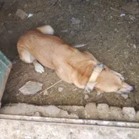 سگ ماده