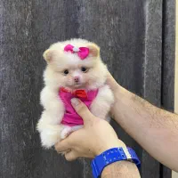 انوا.ع نژاد سگ های آپارتمانی|سگ|شیراز, فضلآباد|دیوار