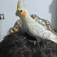 عروس هلندی|پرنده|آباده, |دیوار