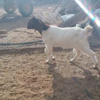 بزغاله ماده