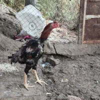 فروش مرغ و خروس لاری اصل و نسب دار|حیوانات مزرعه|سردشت, |دیوار