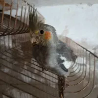 جوجه عروس هلندی|پرنده|قم, انصار‌الحسین|دیوار