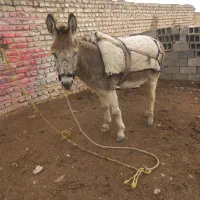 خرنر اخته گوسفندی