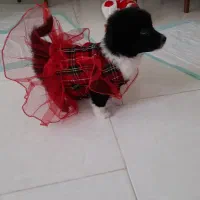 پامرین عروسکی ماده