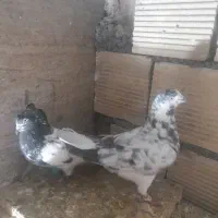 تهرانی بالاگرد