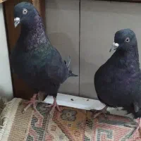 کبوتر|پرنده|اصفهان, ارغوانیه|دیوار