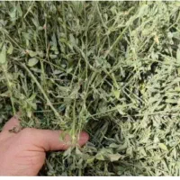 یونجه بنچه ای