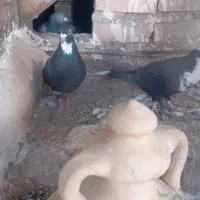نرسیاه پلنگ