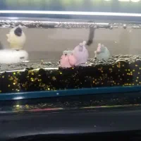 دکوراتیو آکواریومی معلق