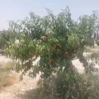 فروش درختان ۴ ساله  سیب هلو شلیل زردآلو گوجه سبز|گل و گیاه طبیعی|نسیم‌شهر, |دیوار