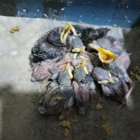 جوجه مینای چند روزه