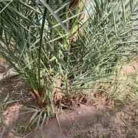 نخل با چوش بلیانی