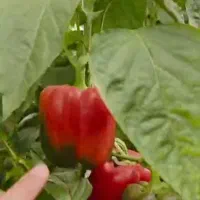 سرمایه گذاری در کار گلخانه