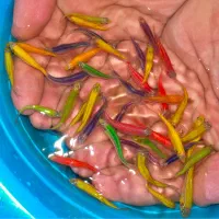 ماهی زبرا ترکیب رنگی درشت مولد|ماهی|مشهد, کلاهدوز|دیوار