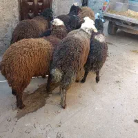 7 راس بره نر پرواری|حیوانات مزرعه|قزوین, |دیوار