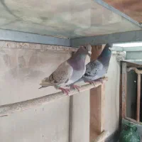 کفتر پلاکی و مسافتی اصیل و کله سبز و پاکستانی|پرنده|فردیس, شهرک شهید حسینی|دیوار