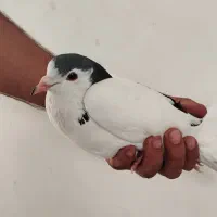 کفتر|پرنده|تایباد, |دیوار