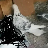 دو جفت کفتر بازی‌ کن پرشی فروشی