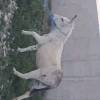 الاغ گله ای