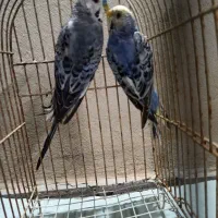 مرغ عشق