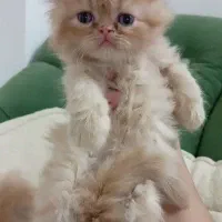 پرشین گارفیلدی|گربه|مشهد, پروین اعتصامی|دیوار