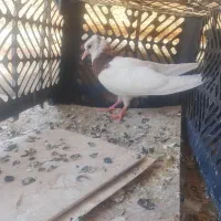 جوجه
