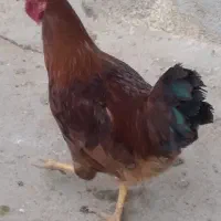 خروس محلی|حیوانات مزرعه|بیرانوند, |دیوار