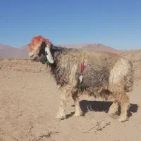 گله میش یکدست اصل جنس همه یک نشون یک ذات|حیوانات مزرعه|لاران, |دیوار