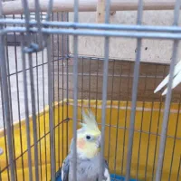 فروش دوعدد عروس|پرنده|قمصر, |دیوار