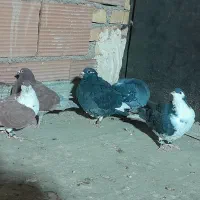 کبوتر رنگی|پرنده|پاکدشت, پاکدشت (مامازند)|دیوار