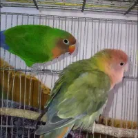 طوطی برزیلی وعروس هلندی