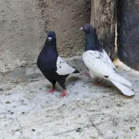 کفتر دونه 390