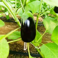 توزیع محصولات کشاورزی