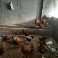 فروش ۵ قطعه خروس محلی