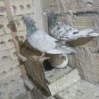 چهل تا کبوتر پرشی و مسابقه ای معاوضه با گوشی