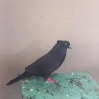 کفترماده زاغ زغالی کاکلی