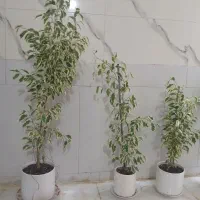 انواع گل وگیاه طبیعی باگلدان سرامیکی