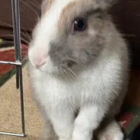 خرگوش سالم زیر قیمت بسیار ارام