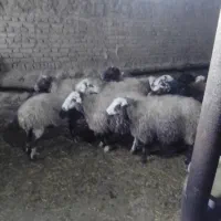 گوسفندابستن|حیوانات مزرعه|بلبان آباد, |دیوار