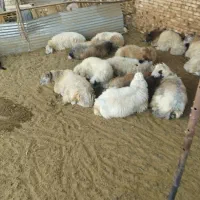 بره سنگین|حیوانات مزرعه|یزد, |دیوار