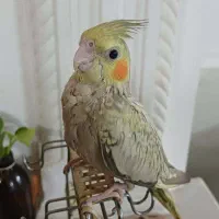 عروس هلندی گمشده