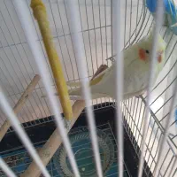 عروس هلندی گم شده