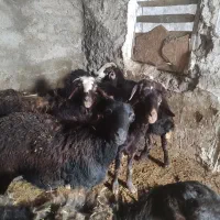 ده راس گوسفند بردار