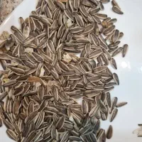 تولیدوپخش تخمه خام تفت داد تناژ|عمدهفروشی|مشهد, مهدی آباد|دیوار