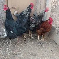 خروس محلی|حیوانات مزرعه|قیدار, |دیوار