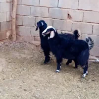 میش و بره و بزغاله