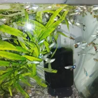 ماهی گوپی کاشمر|ماهی|کاشمر, |دیوار